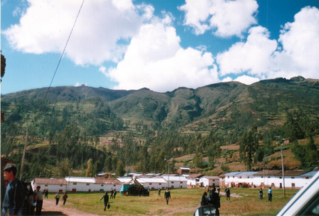 Hermosos Pinos y Alamos